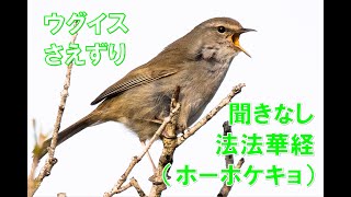 【番外編】ウグイスのホーホケキョ（鳴き声のみ）