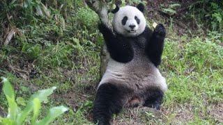 20201010 圓仔芭樂先跨過 竹葉撈出茄苳果 Giant Panda Yuan Zai