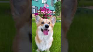 I really like CORGI! 🐶