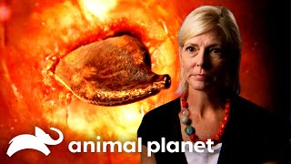Parasites Eat At A Woman's Liver Causing Agonizing Pain | Monsters Inside Me | Animal Planet