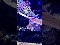 【四国水族館】１分deハナミノカサゴ shorts