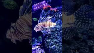 【四国水族館】１分deハナミノカサゴ#shorts