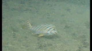 海の底で寝そべるタカノハダイ【生物観察】