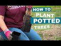 Get Fruit Faster! How to Plant a Potted Tree - Stark Bro's EZ Start Exclusive