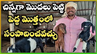 రెండు మేకలతో మొదలు|goat farming in telugu @MalleshAdla