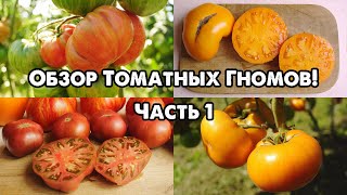 ОБЗОР ТОМАТНЫХ ГНОМОВ! ЧАСТЬ 1