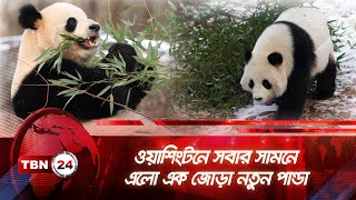 ওয়াশিংটনে সবার সামনে এলো এক জোড়া নতুন পান্ডা | TBN24 NEWS | Washington | Panda | China | America