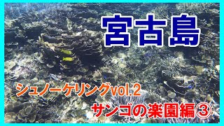 宮古島 シュノーケリング vol.2 サンゴの楽園編③　Miyakojima Snorkeling vol.2 Coral Paradise③