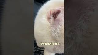 独立包装的洁耳液 猫狗都可以用哦#萌宠好物