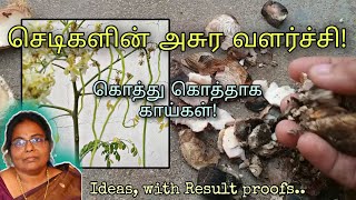 குப்பையில் போடாமல் செடிக்கு போடுங்க | Organic Fertilizer Home Made For #maadithottam