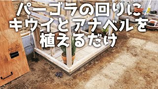 パーゴラの回りにキウイとアナベルを植える　冬作業　garden　diy