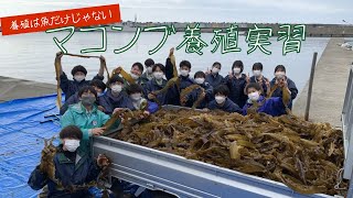 【海洋TUBE】養殖は魚だけじゃない！マコンブ養殖実習