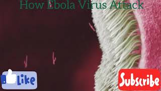 How Ebola Virus Attack, How does Ebola kill You, Invasion Or Spreading Of Virus Into Your Body Part.