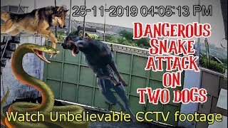 Watch Unbelievable Live CCTV footage | A Dangerous Snake attack on two dogs at kalavad (Jamnagar)