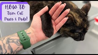 How To trim cat paws and pads