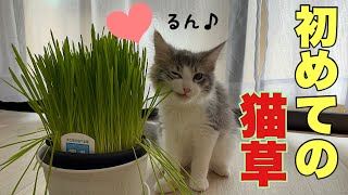 初めて猫草を見た子猫の反応【ノルウェージャンフォレストキャット】