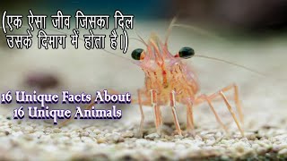 एक ऐसा जीव जिसका दिल उसके दिमाग मे होता है // 16 Unique Facts About 16 Unique Animals