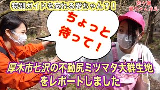 厚木市七沢にある ”不動尻ミツマタ大群生地” を訪ねて【素敵なガイドさんも登場】