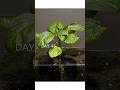 Growing Red Bell Pepper Plant - Time Lapse#shorts#viral #amazingtube