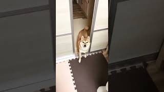 ドアを開けて入ってくる豆柴　Mameshiba coming in after opening the door