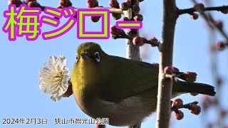 関東の探鳥　狭山市　智光山公園で梅ジロー