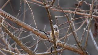 コゲラ　採餌風景　小啄木鳥　Japanese pygmy woodpecker  Dendrocopos kizuki