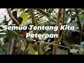 Semua Tentang Kita - Peterpan (Lirik)