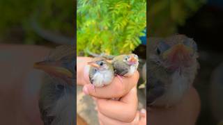 Tailor Bird Babies Grow Up \u0026 Take Their First Flight!\