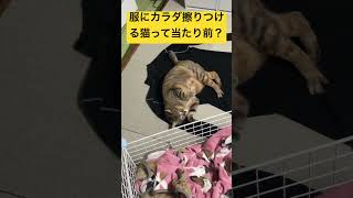 服にカラダ擦りつける猫って当たり前？