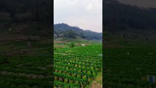 Menikmati keindahan alam hamparan kebun di kaki bukit #pemandangan #kebun #kampung #nature #alam