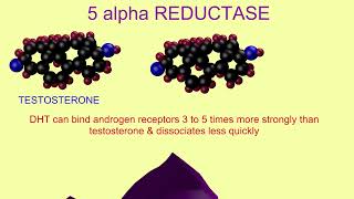 dihydrotestosterone \u0026 5 alpha reductase