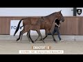 Nr 19 - CHOKOTOFF 111 - Picture perfect colt out of very promising dam!
