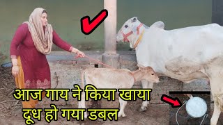 आज गाय 🐄को किया खिलाया दूध भी ज्यादा दिया ✅How to increase milk buffalo and cow #cow #buffalo #milk