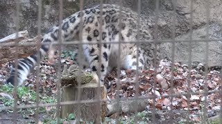 ユキヒョウ少年フク 「骨付き肉食って遊んで大満足のお正月」vol.2   2020.1月.  Snow Leopard Cub