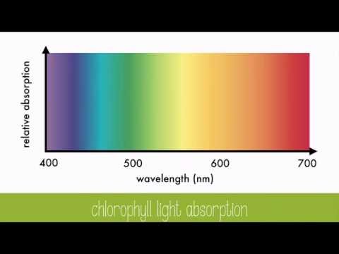 Which light is least absorbed by plants?