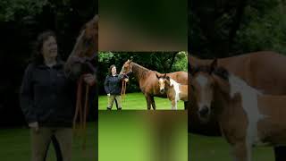 👉 Unknown facts in telugu | Interesting facts in telugu | telugu facts | Horse Facts #shorts