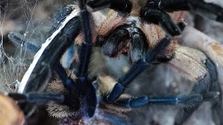 PAIRING A GIANT FEMALE TARANTULA with a INEXPERIENCED  MALE TARANTULA