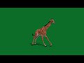 spotless giraffe baby kipekee animals