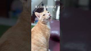 목소리로 집사 홀리는 고양이|천상의 소리