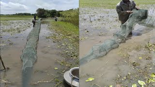 Awesome Naturally Village Fishing | China Magic Net Fishing... #shorts