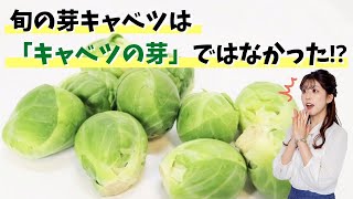 旬の芽キャベツは「キャベツの芽」ではなかった？