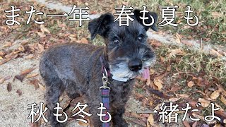 【犬との一人暮らし】犬達とのなんでもないけど　かけがえのない日常