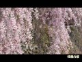 2015高島城公園の桜