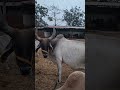 aya kuch samj me gomata cow animals trending