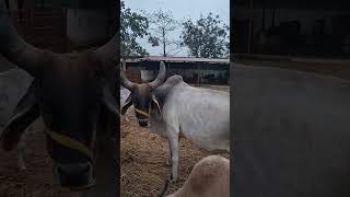 Aya kuch samj me #gomata #cow #animals #trending