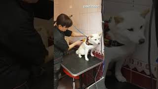Groomer Calms Angry Dog Patiently | Shorts