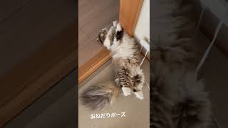 撫でてほしい猫🐱