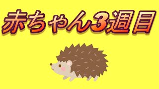 ハリネズミの赤ちゃん【3週目】