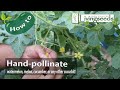 How to hand-pollinate watermelon, melon, cucumber, or any other cucurbit!