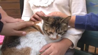 猫咪扮演招财猫报恩，只因女子曾经救过它，真是太有灵性了